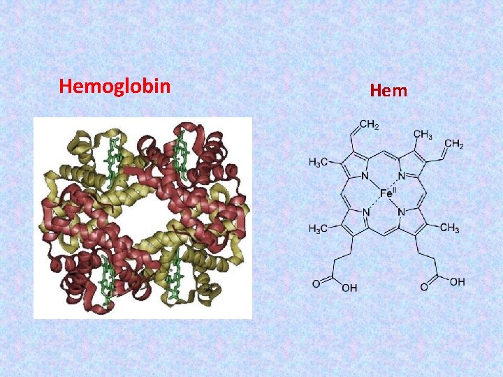 Hemoglobin Hem 