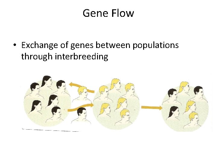 Gene Flow • Exchange of genes between populations through interbreeding 