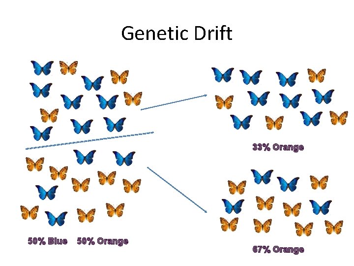 Genetic Drift 33% Orange 50% Blue 50% Orange 67% Orange 