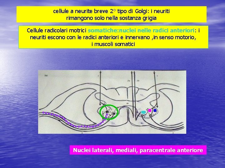 cellule a neurite breve 2° tipo di Golgi: i neuriti rimangono solo nella sostanza