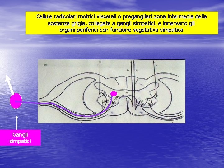 Cellule radicolari motrici viscerali o pregangliari: zona intermedia della sostanza grigia, collegate a gangli