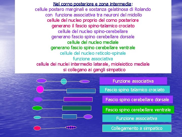 Nel corno posteriore e zona intermedia: cellule postero marginali e sostanza gelatinosa di Rolando