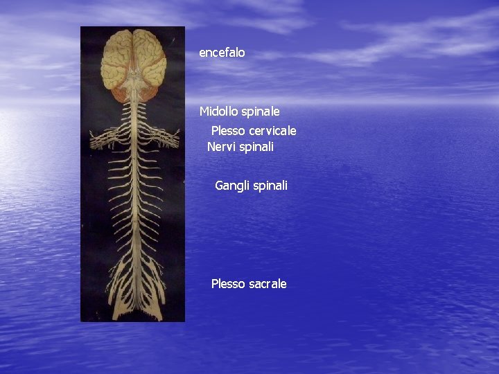 encefalo Midollo spinale Plesso cervicale Nervi spinali Gangli spinali Plesso sacrale 