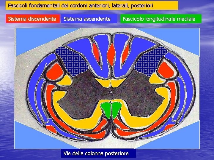 Fascicoli fondamentali dei cordoni anteriori, laterali, posteriori Sistema discendente Sistema ascendente Fascicolo longitudinale mediale