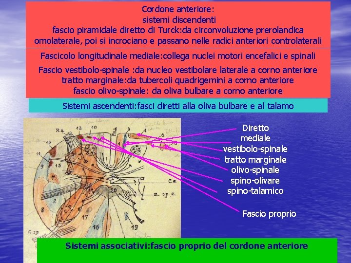 Cordone anteriore: sistemi discendenti fascio piramidale diretto di Turck: da circonvoluzione prerolandica omolaterale, poi