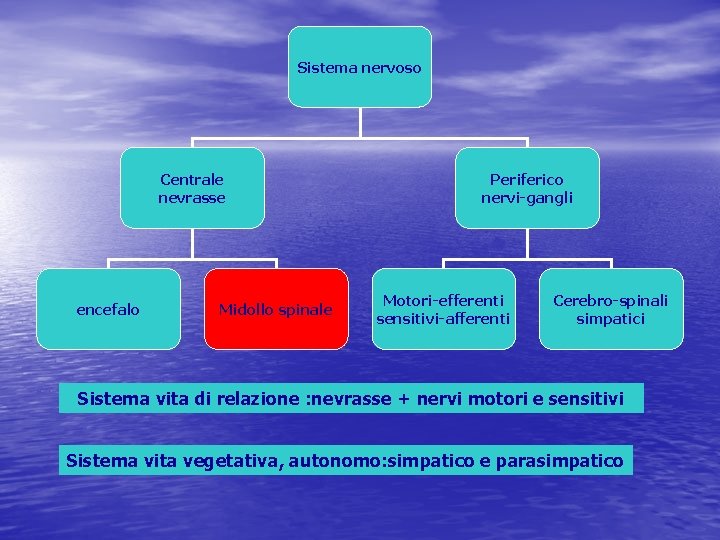 Sistema nervoso Centrale nevrasse encefalo Midollo spinale Periferico nervi-gangli Motori-efferenti sensitivi-afferenti Cerebro-spinali simpatici Sistema