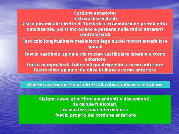 Cordone anteriore: sistemi discendenti fascio piramidale diretto di Turck: da circonvoluzione prerolandica omolaterale, poi