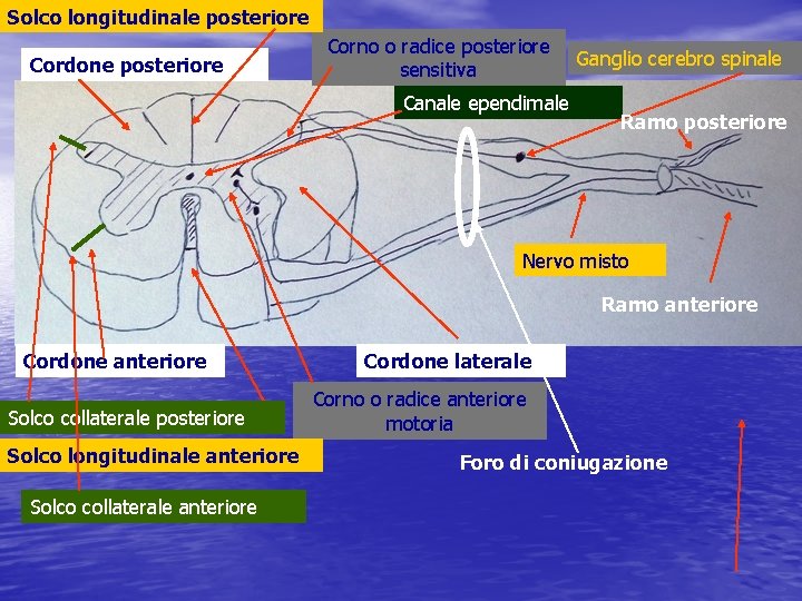 Solco longitudinale posteriore Cordone posteriore Corno o radice posteriore sensitiva Canale ependimale Ganglio cerebro
