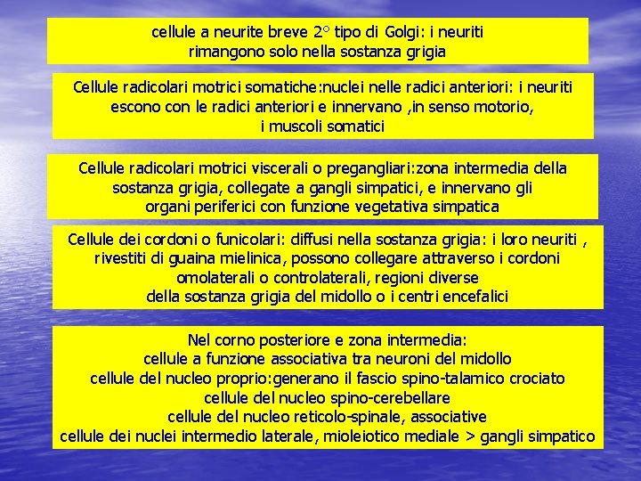 cellule a neurite breve 2° tipo di Golgi: i neuriti rimangono solo nella sostanza