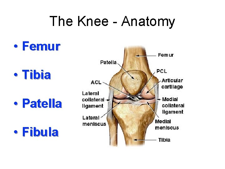 The Knee - Anatomy • Femur • Tibia • Patella • Fibula 