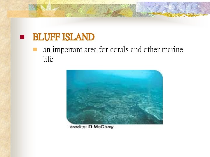 n BLUFF ISLAND n an important area for corals and other marine life 