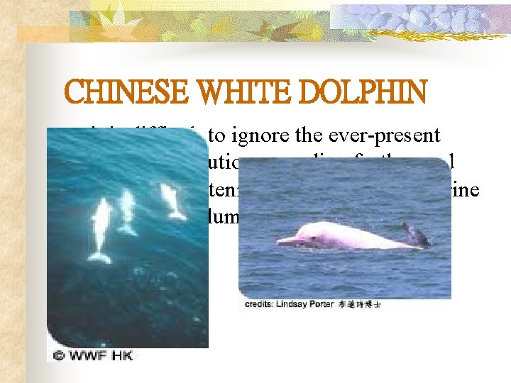 CHINESE WHITE DOLPHIN n it is difficult to ignore the ever-present threat of pollution