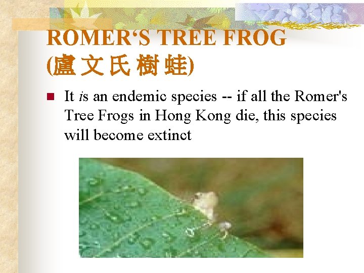 ROMER‘S TREE FROG (盧 文 氏 樹 蛙) n It is an endemic species