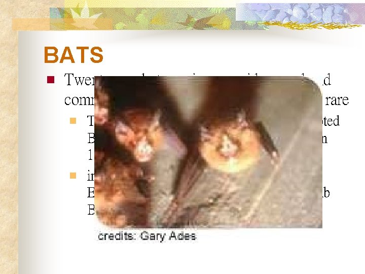 BATS n Twenty-one bat species are widespread and common but most of the other