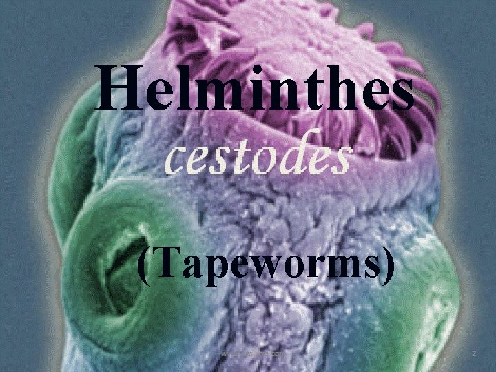 Helminthes (Tapeworms) 