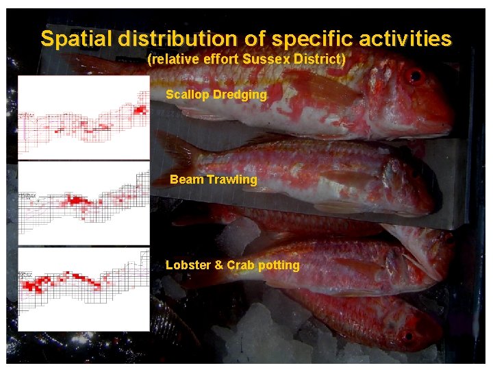 Spatial distribution of specific activities (relative effort Sussex District) Scallop Dredging Beam Trawling Lobster