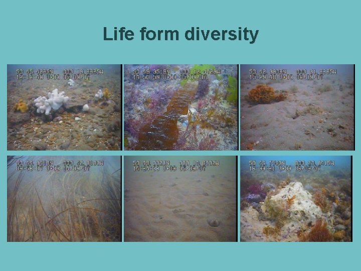 Life form diversity 