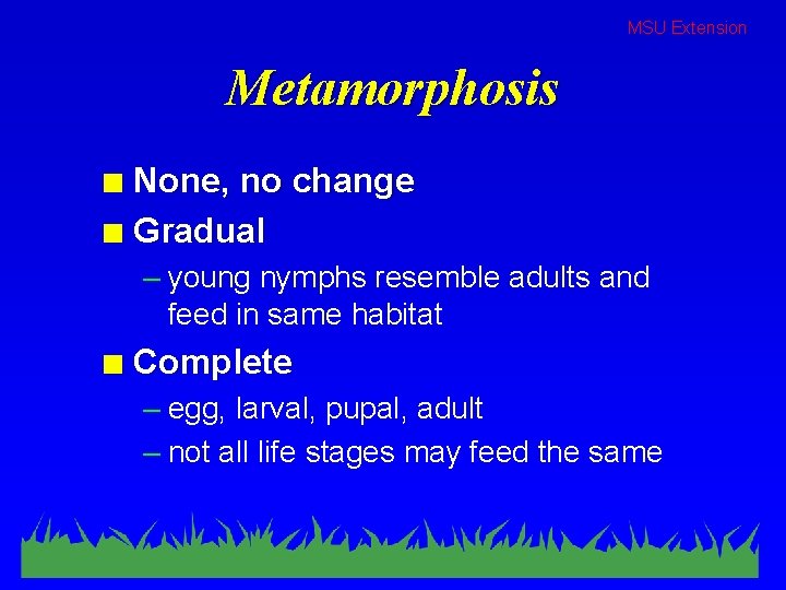 MSU Extension Metamorphosis None, no change n Gradual n – young nymphs resemble adults