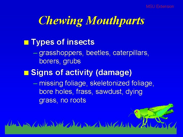 MSU Extension Chewing Mouthparts n Types of insects – grasshoppers, beetles, caterpillars, borers, grubs MSU Extension Chewing Mouthparts n Types of insects – grasshoppers, beetles, caterpillars, borers, grubs