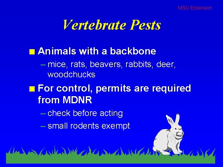 MSU Extension Vertebrate Pests n Animals with a backbone – mice, rats, beavers, rabbits,