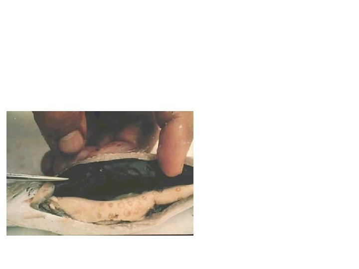 Third stage larvae of anisakids are commonly found in the flesh and the body