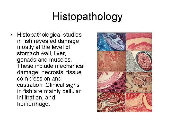 Histopathology • Histopathological studies in fish revealed damage mostly at the level of stomach