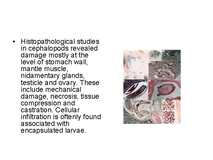 • Histopathological studies in cephalopods revealed damage mostly at the level of stomach