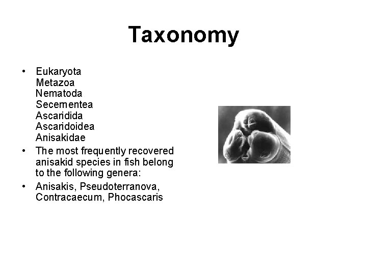 Taxonomy • Eukaryota Metazoa Nematoda Secernentea Ascaridida Ascaridoidea Anisakidae • The most frequently recovered