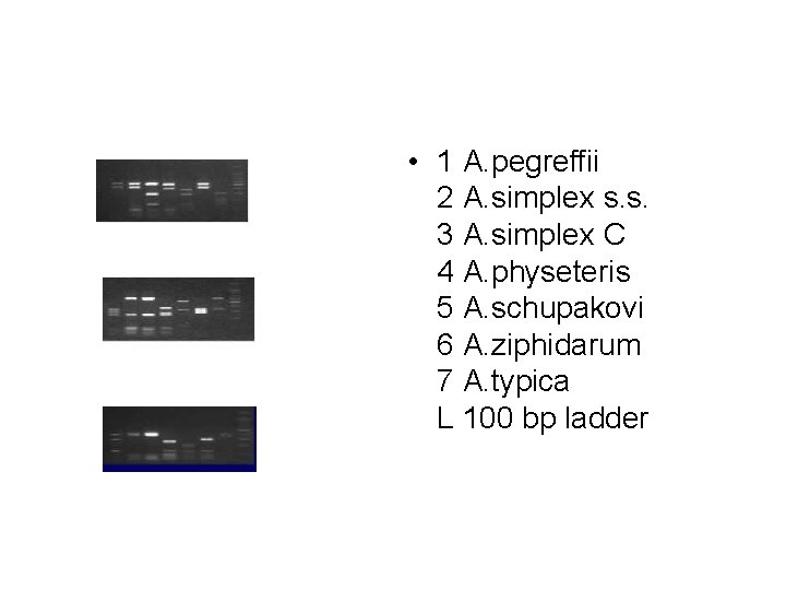  • 1 A. pegreffii 2 A. simplex s. s. 3 A. simplex C