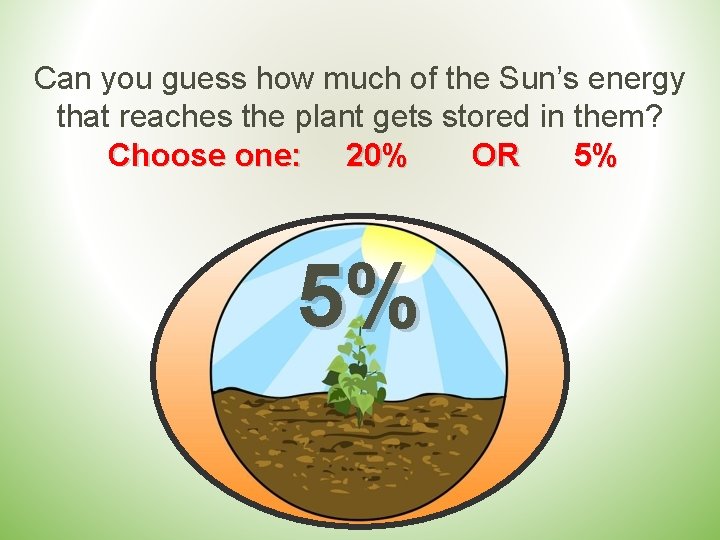 Can you guess how much of the Sun’s energy that reaches the plant gets