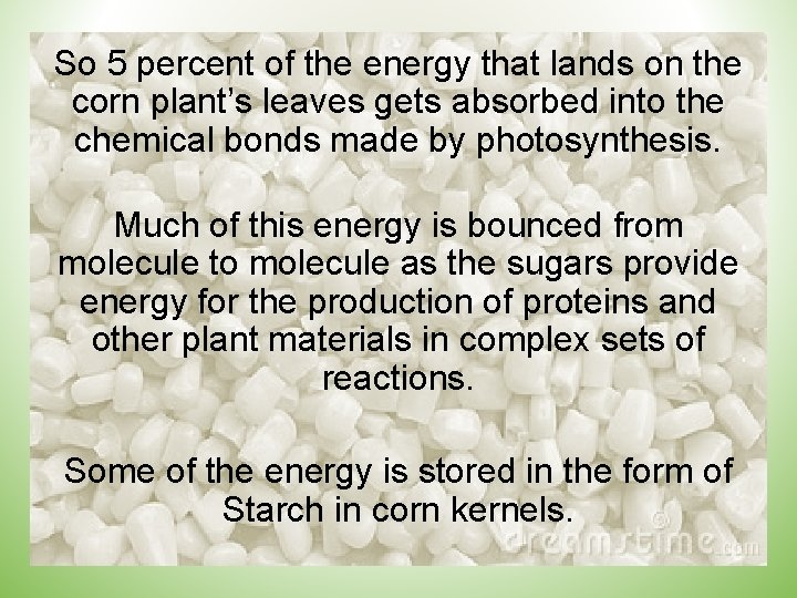 So 5 percent of the energy that lands on the corn plant’s leaves gets