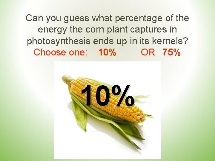 Can you guess what percentage of the energy the corn plant captures in photosynthesis