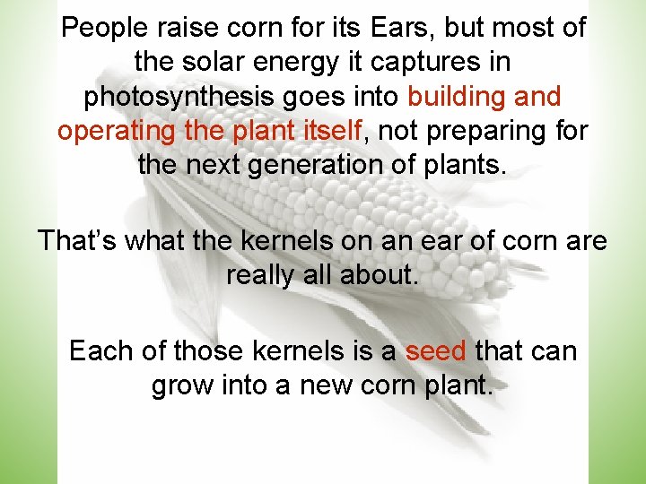 People raise corn for its Ears, but most of the solar energy it captures