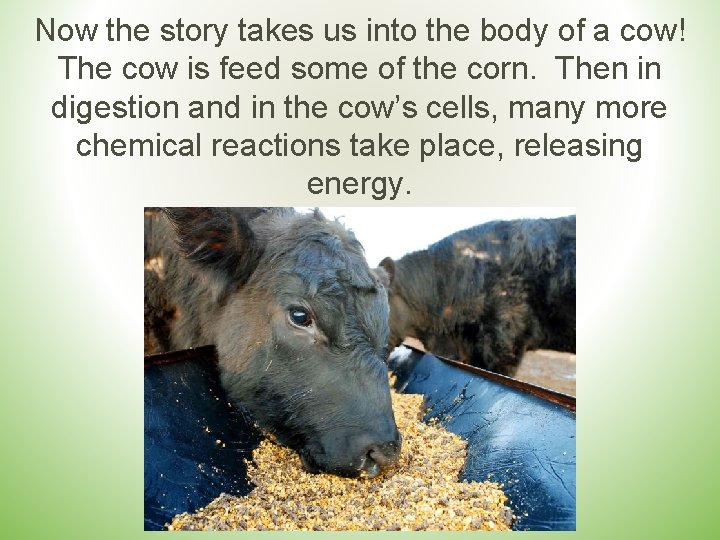 Now the story takes us into the body of a cow! The cow is