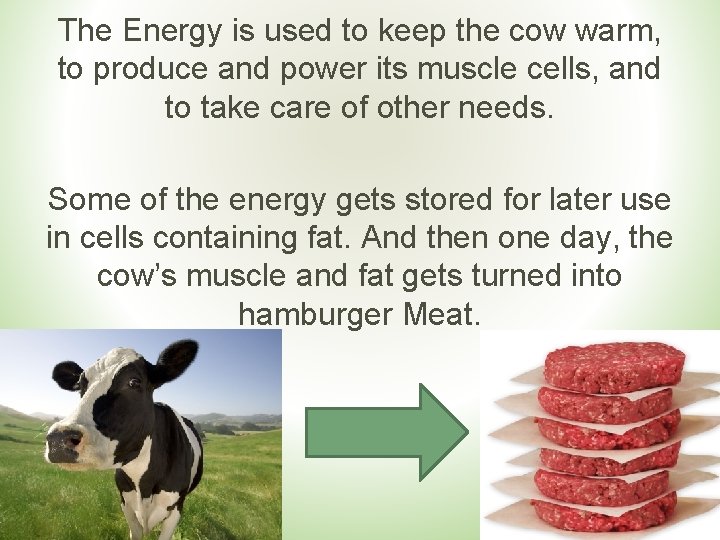 The Energy is used to keep the cow warm, to produce and power its