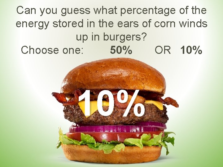 Can you guess what percentage of the energy stored in the ears of corn