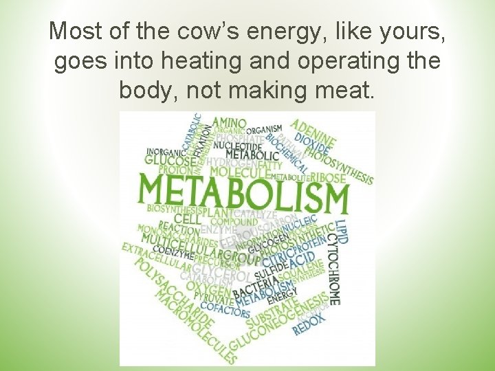Most of the cow’s energy, like yours, goes into heating and operating the body,