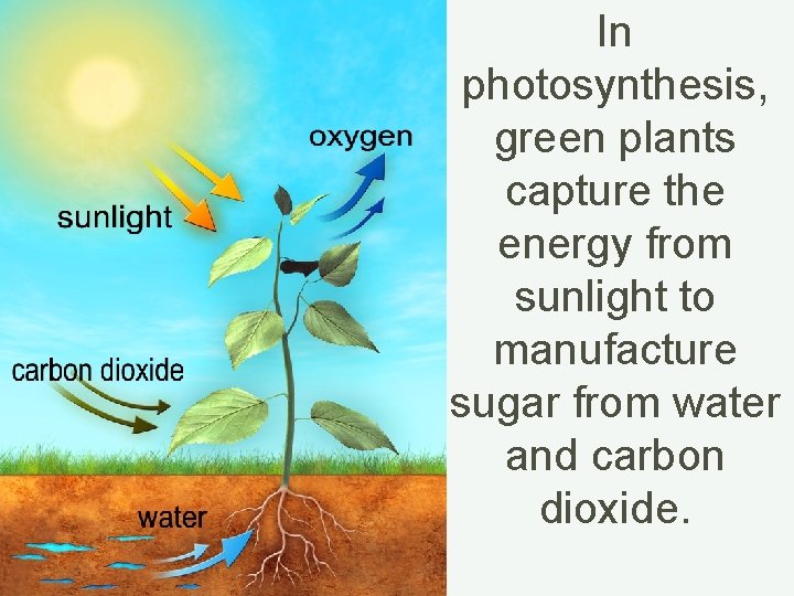 In photosynthesis, green plants capture the energy from sunlight to manufacture sugar from water