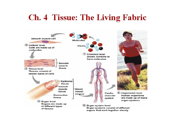 Ch. 4 Tissue: The Living Fabric 