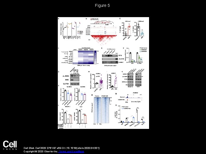 Figure 5 Cell Stem Cell 2020 2781 -97. e 8 DOI: (10. 1016/j. stem.