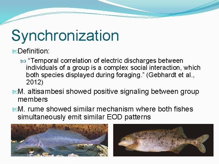 Synchronization Definition: “Temporal correlation of electric discharges between individuals of a group is a