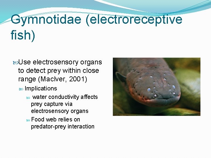 Gymnotidae (electroreceptive fish) Use electrosensory organs to detect prey within close range (Maclver, 2001)