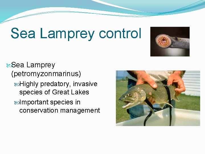Sea Lamprey control Sea Lamprey (petromyzonmarinus) Highly predatory, invasive species of Great Lakes Important