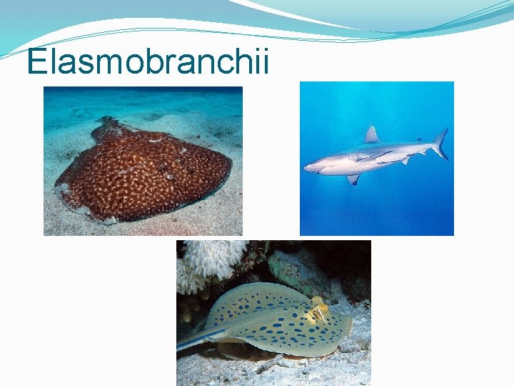 Elasmobranchii 