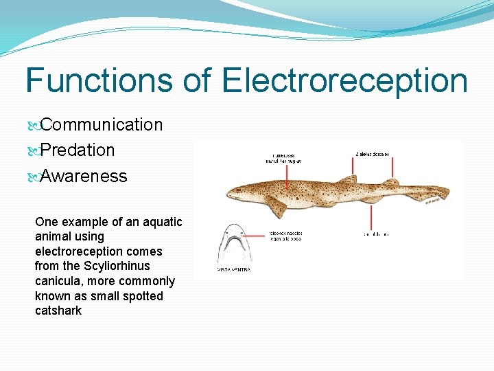 Functions of Electroreception Communication Predation Awareness One example of an aquatic animal using electroreception