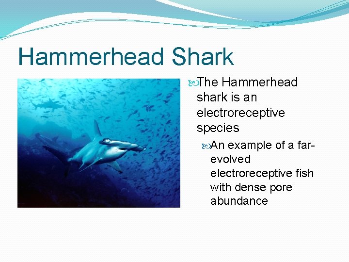 Hammerhead Shark The Hammerhead shark is an electroreceptive species An example of a farevolved