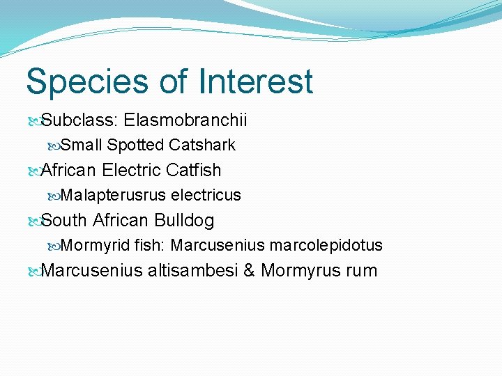 Species of Interest Subclass: Elasmobranchii Small Spotted Catshark African Electric Catfish Malapterusrus electricus South