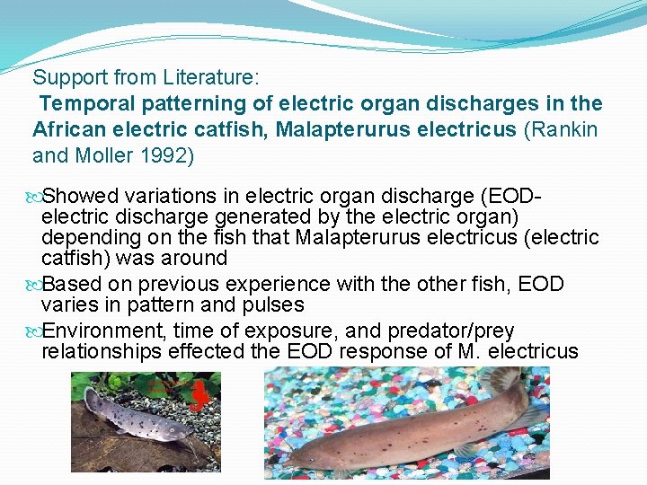 Support from Literature: Temporal patterning of electric organ discharges in the African electric catfish,