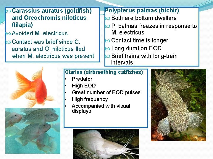  Carassius auratus (goldfish) and Oreochromis niloticus (tilapia) Avoided M. electricus Contact was brief