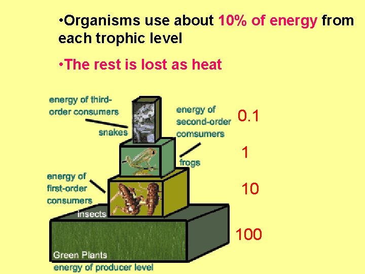  • Organisms use about 10% of energy from each trophic level • The